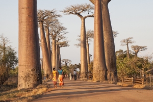 Alej baobabů